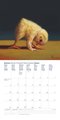 DUMONT - Yoga Chicks: Lucia Heffernan 2025 Broschürenkalender, 30x30cm, Kalender mit urkomischen Yoga Chicks, Wandkalender mit Platz für notizen und niedlichen Abbildungen