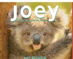 Joey: A Baby Koala and His Mother