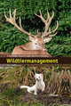 Wildtiermanagement