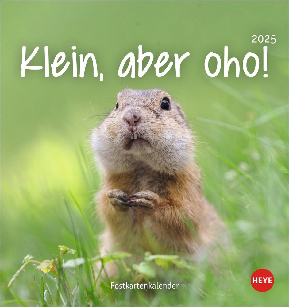 Klein, aber oho! Postkartenkalender 2025