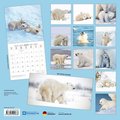 Polar Bears/Eisbärchen 2025